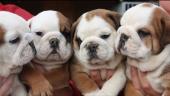  Lindos cachorros de Bulldog Inglés para adopción 